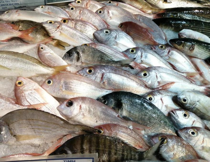 Η ΤΡΑΤΑ ΤΟΥ ΙΟΝΙΟΥ3