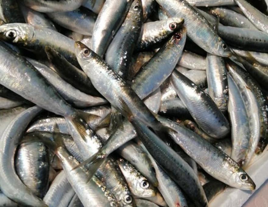 Η ΤΡΑΤΑ ΤΟΥ ΙΟΝΙΟΥ2