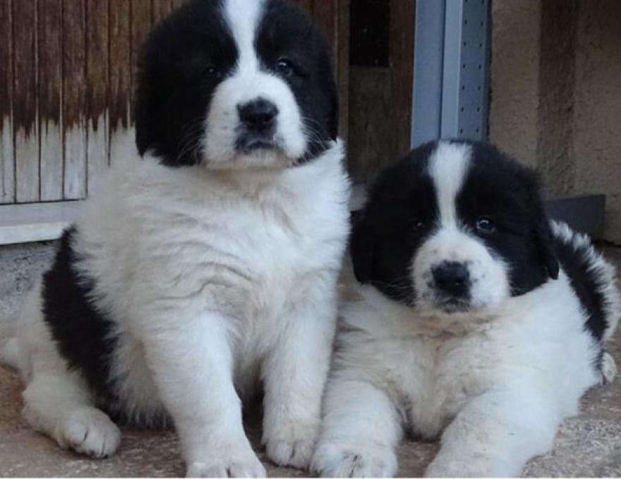 K. Γ. ΧΑΝΤΖΗΣ ANIMALCLINIC0