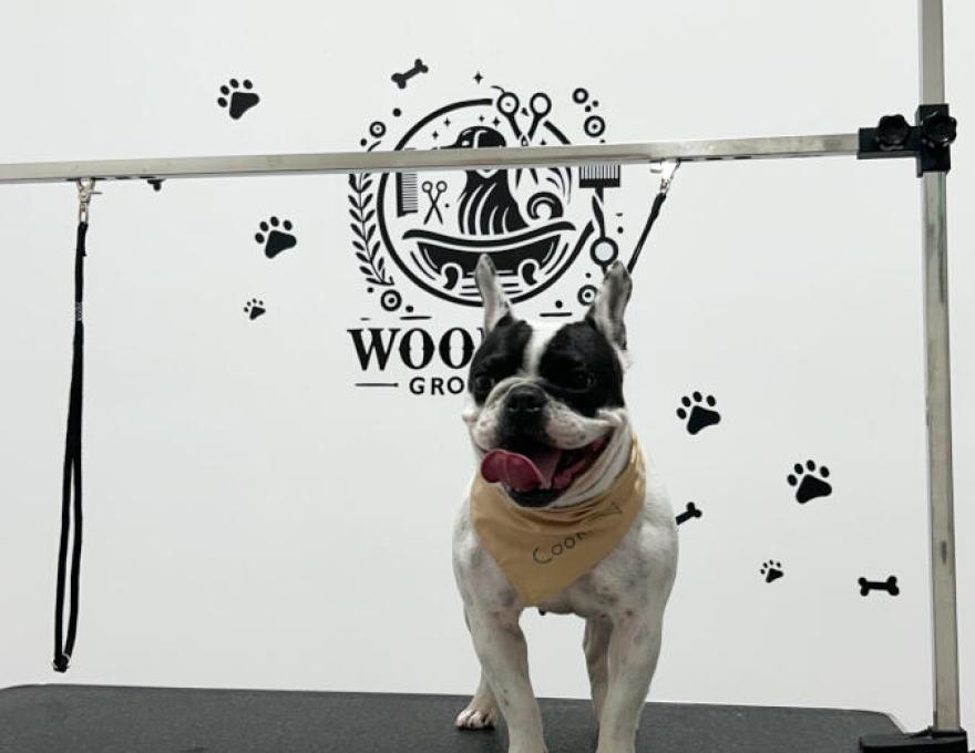 WOOF SPA & GROOMING3