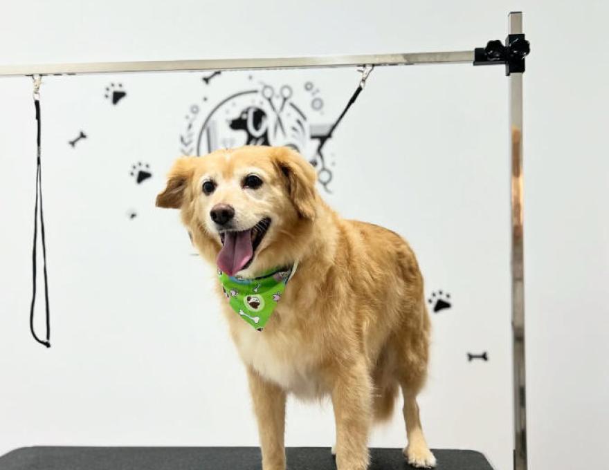 WOOF SPA & GROOMING2