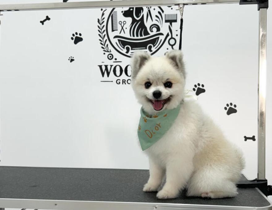 WOOF SPA & GROOMING4