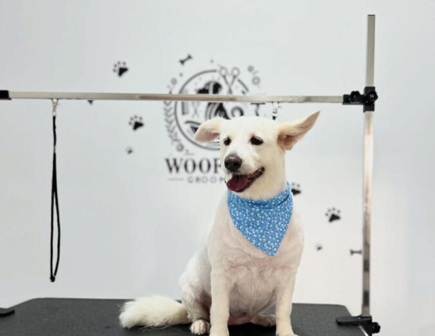 WOOF SPA & GROOMING1