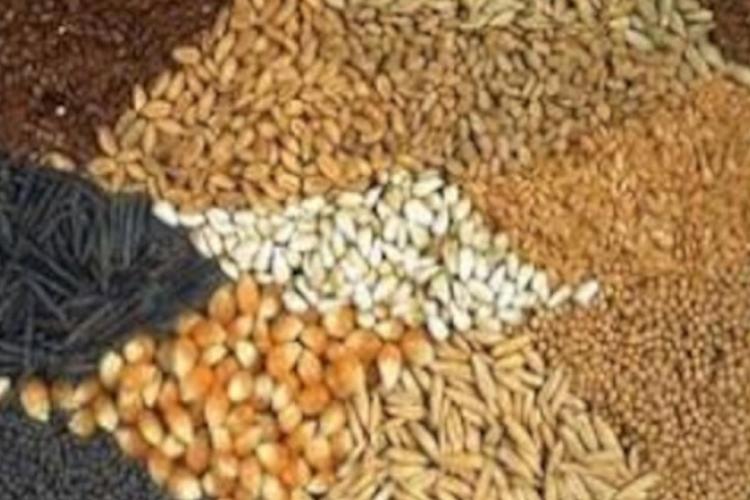 ΕΨΙΜΟΥ ΜΑΡΙΑ