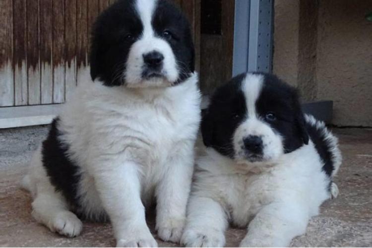 K. Γ. ΧΑΝΤΖΗΣ ANIMALCLINIC