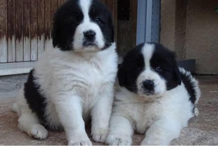 K. Γ. ΧΑΝΤΖΗΣ ANIMALCLINIC